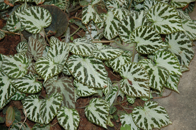 B. ‘Silver Jewell’